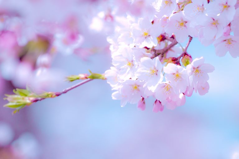  室内で桜を楽しむ。今年もやります、室内花見！｜TIME SHARING｜タイムシェアリング ｜スペースマネジメント｜あどばる｜adval｜SHARING